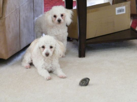 My Girls, Rosie and Sophia,, one year old :)