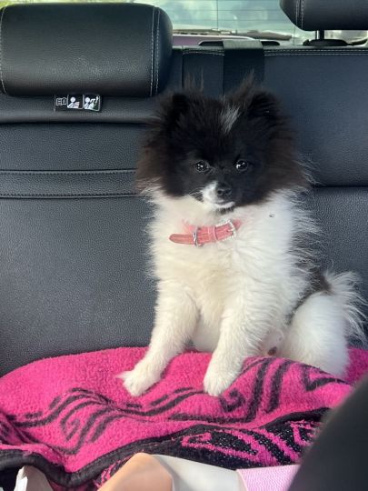 Every Barbie needs her princess pup!