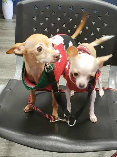 My furry babies.  MINNIE AND MAGGIE