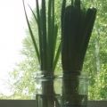 Green onions
Easy to grow!