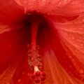 Red Hibiscus from Garden.