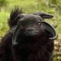 BBC_For_GILF Dating Profile