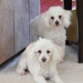 My Girls, Rosie and Sophia,, one year old :)