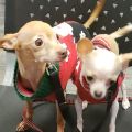 My furry babies.  MINNIE AND MAGGIE