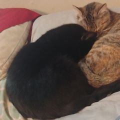 My fur babies lol the black one is zeusie and the other one is princess