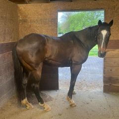 SkinnyBell Dating Profile