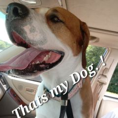 My Son MAX, A Bull Mastiff,  Lab Mix !  Aka...SMART Dog !