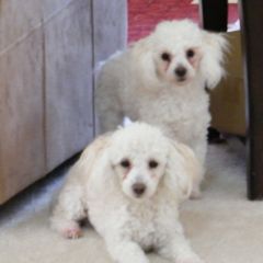 My Girls, Rosie and Sophia,, one year old :)