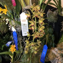Miami Valley Orchid show entry