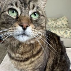 shsouthhill Dating Profile