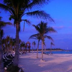 NSA919 Dating Profile