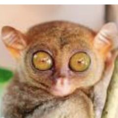 thomascrudup Dating Profile