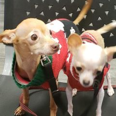 My furry babies.  MINNIE AND MAGGIE